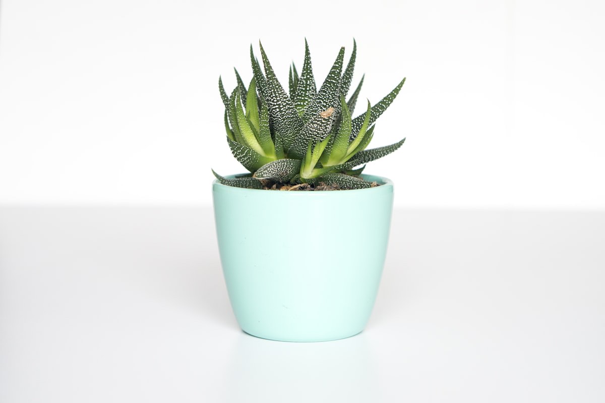 Cane Planter